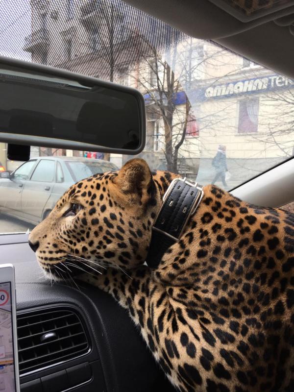 «Поеду с большой кошкой на руках». В Екатеринбурге таксист прокатил клиента с леопардом - Фото 3