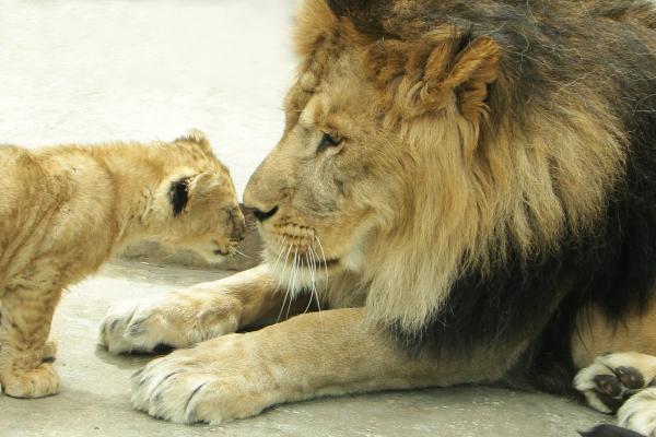 В Екатеринбурге в семье львов родились три пятнистых малыша - Фото 2