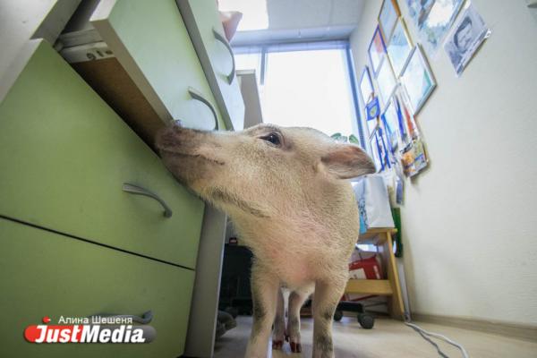 Как заставить свинью работать. Истории екатеринбургских мини-пигов, ставших популярнее своих хозяев - Фото 15
