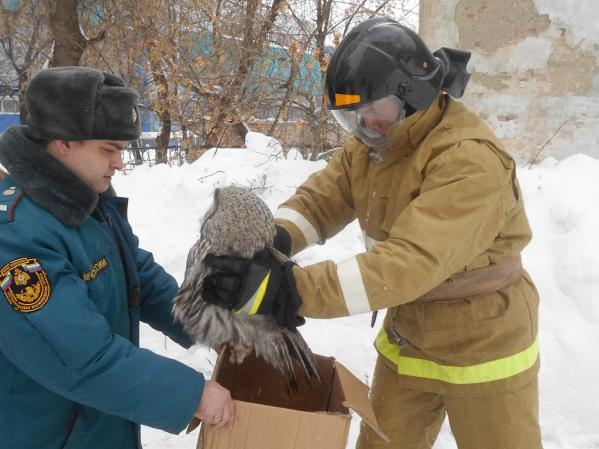 В Нижних Сергах пожарные спасли обессиленную от голода сову   - Фото 3