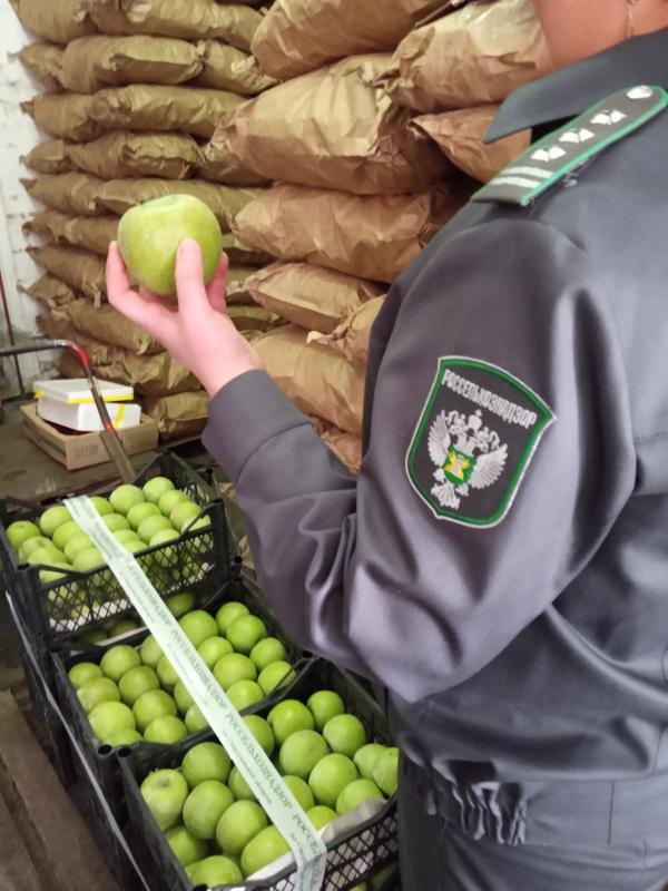 В Екатеринбурге уничтожили 60 килограммов яблок - Фото 2
