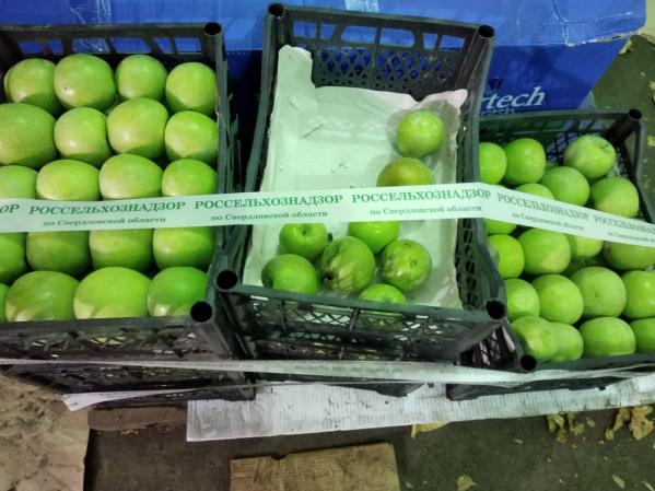 В Екатеринбурге уничтожили 60 килограммов яблок - Фото 4