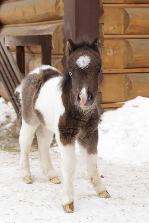 В Екатеринбургском зоопарке у американских лошадей родился жеребенок - Фото 3