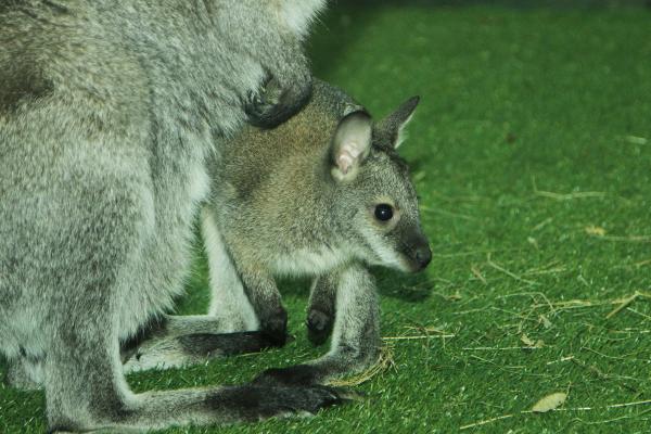 В Екатеринбурге сразу у двух самок кенгуру родились малыши - Фото 5