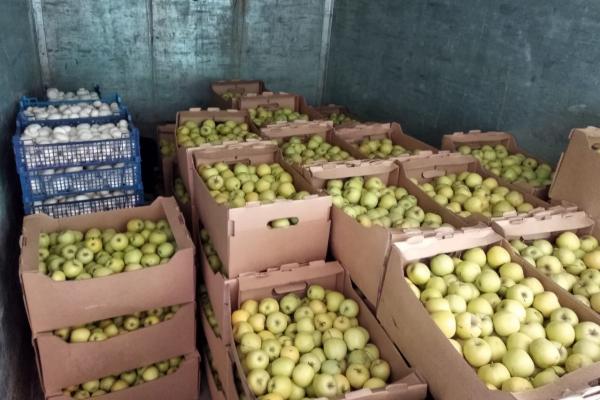 На Урале ФСБ и Россельхознадзор уничтожили 1,5 тонны «особо опасных» яблок и шампиньонов - Фото 2