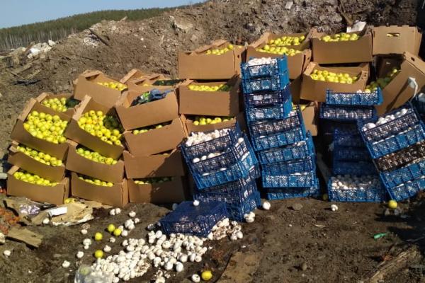 На Урале ФСБ и Россельхознадзор уничтожили 1,5 тонны «особо опасных» яблок и шампиньонов - Фото 3