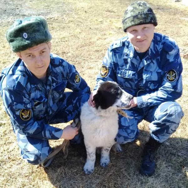 Пять свердловских щенков овчарок отправились в Кировскую область охранять заключенных - Фото 5