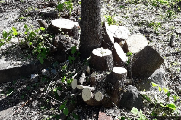 На ЖБИ ради благоустройства сквера первых строителей МЖК начали рубить деревья - Фото 2