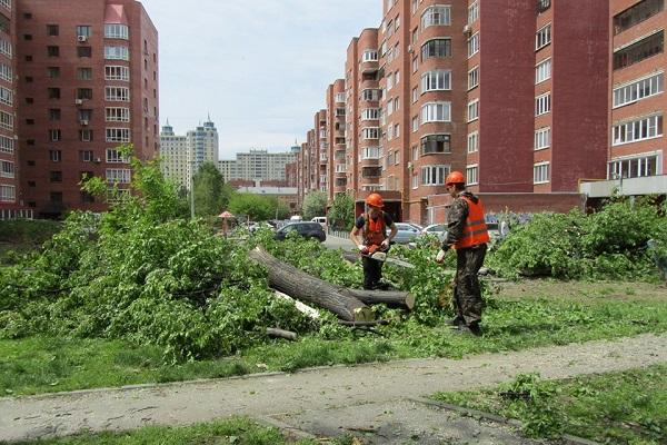 В Екатеринбурге на улице Декабристов снесли десятки деревьев ради детской площадки - Фото 4