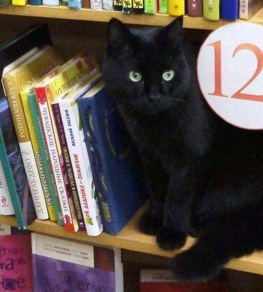 В Ревде из местной библиотеки пропал кот Василий - Фото 2