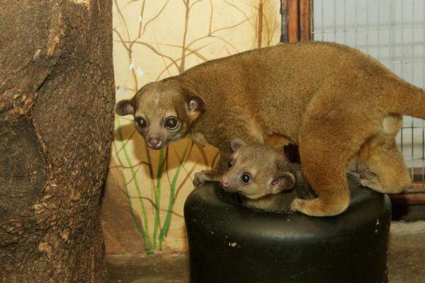 В Екатеринбургском зоопарке в семье тропических енотов кинкажу родился малыш Кай - Фото 2
