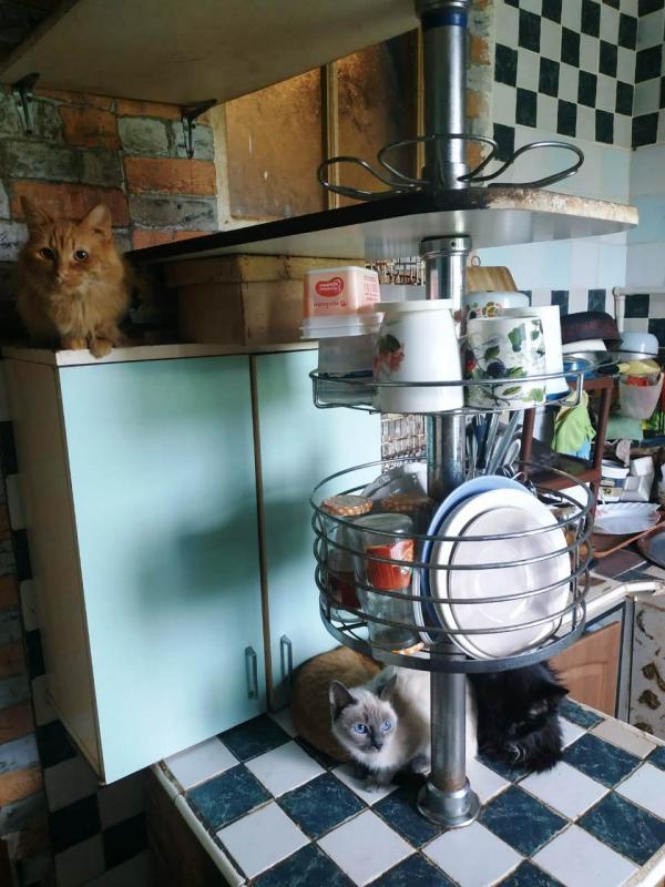 В квартире Екатеринбурга приставы нашли 10 кошек и 15 собак - Фото 2