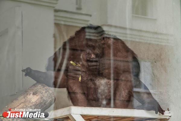 Шимпанзе из Екатеринбургского зоопарка предпочитают сексу жизнь «соседей по коммуналке». ZOOJUST - Фото 3