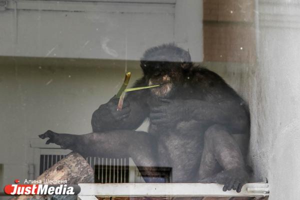 Шимпанзе из Екатеринбургского зоопарка предпочитают сексу жизнь «соседей по коммуналке». ZOOJUST - Фото 4