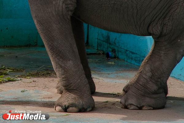  Капризная слониха Даша всегда держит ноги в идеальном состоянии и признает только одного мастера по маникюру. ZOOJUST - Фото 3