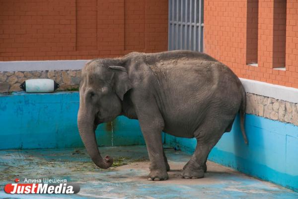  Капризная слониха Даша всегда держит ноги в идеальном состоянии и признает только одного мастера по маникюру. ZOOJUST - Фото 4