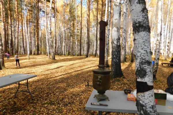 Эксперты УрО РАН подтвердили, что березовая роща в Академическом является лесом - Фото 3