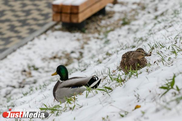 Смотрим красивые фотографии снежного Екатеринбурга - Фото 8