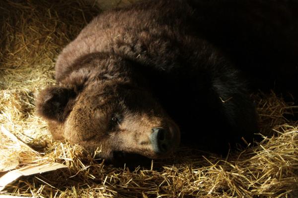 Екатеринбургские медведи готовятся к спячке - Фото 4