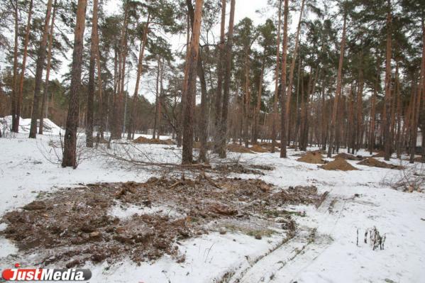 В Зеленой роще приготовили ямы для пятисот деревьев. Их высадку согласуют с урбанистами - Фото 4