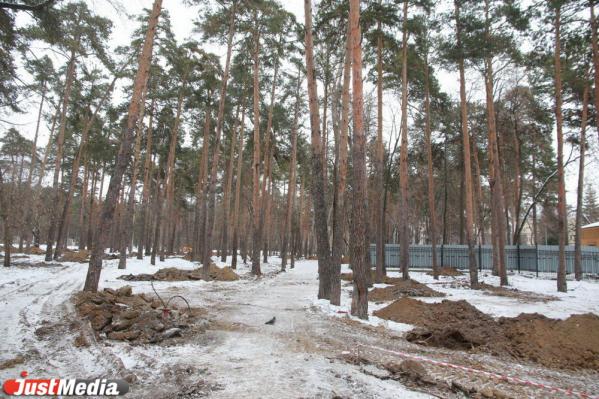 В Зеленой роще приготовили ямы для пятисот деревьев. Их высадку согласуют с урбанистами - Фото 6