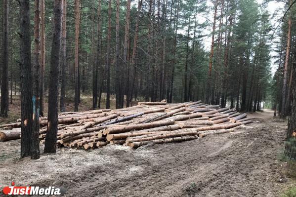 Жители Сысерти жалуются на вырубку леса на территории парка «Бажовские места» - Фото 2
