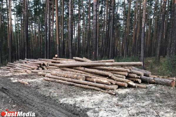 Жители Сысерти жалуются на вырубку леса на территории парка «Бажовские места» - Фото 4