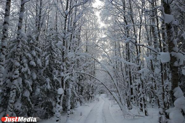 Хвойники, снег и ни души. Едем в сказочный лес Висимского заповедника  - Фото 23