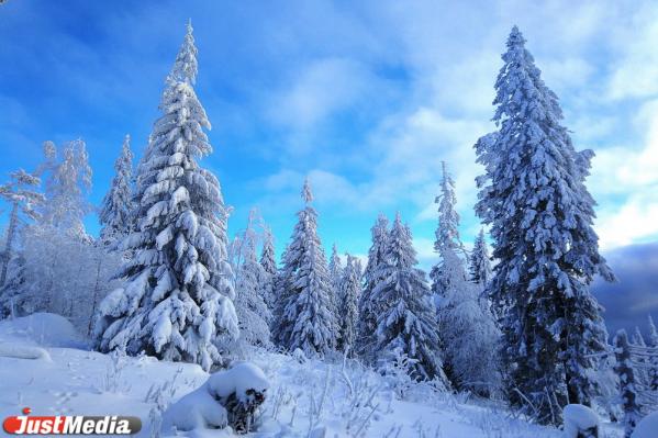 Хвойники, снег и ни души. Едем в сказочный лес Висимского заповедника  - Фото 9