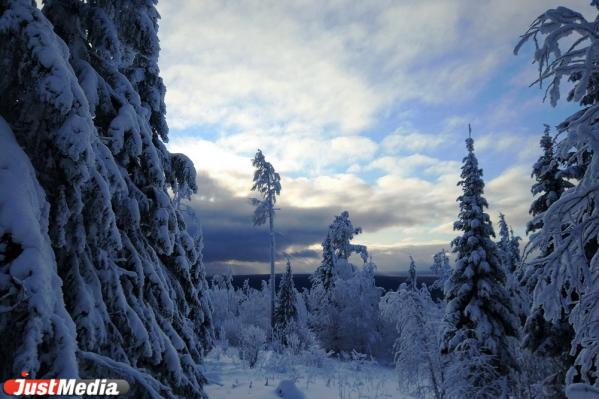 Хвойники, снег и ни души. Едем в сказочный лес Висимского заповедника  - Фото 10