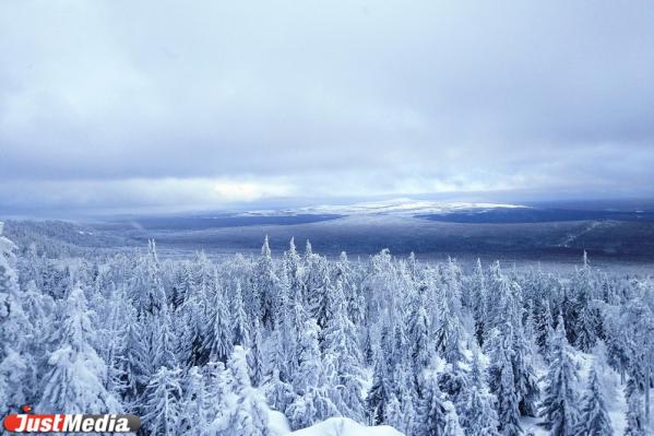 Хвойники, снег и ни души. Едем в сказочный лес Висимского заповедника  - Фото 12