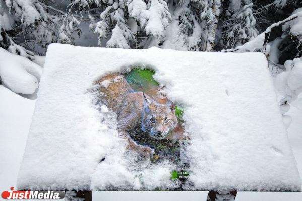 Хвойники, снег и ни души. Едем в сказочный лес Висимского заповедника  - Фото 8