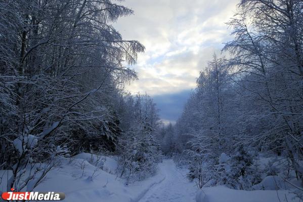 Хвойники, снег и ни души. Едем в сказочный лес Висимского заповедника  - Фото 29