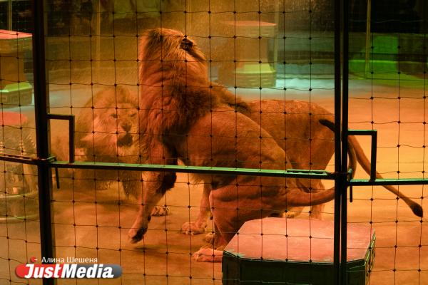 Львы сорвали номер на премьере нового шоу Гии Эрадзе в екатеринбургском цирке - Фото 2