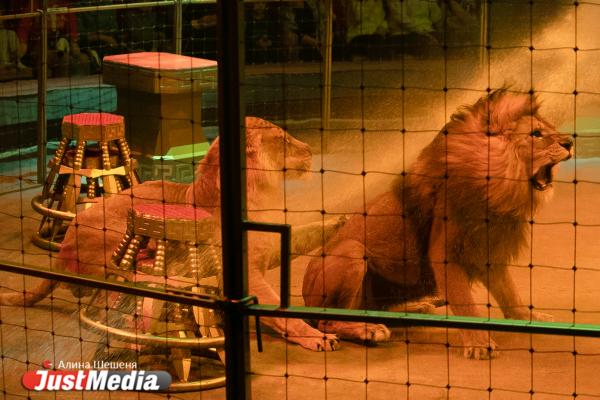 Львы сорвали номер на премьере нового шоу Гии Эрадзе в екатеринбургском цирке - Фото 3