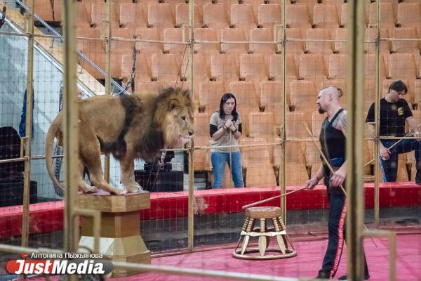 Запашный показал дрессировщику взбунтовавшихся в Екатеринбурге львов, как нужно укрощать хищников. ФОТО  - Фото 11