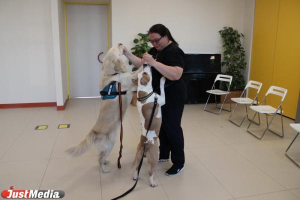 «Те, кто постарше, так и будут кричать: «Сиськи!». Как в Екатеринбурге обучают волонтеров и их собак для лечения людей с ограниченными возможностями - Фото 7