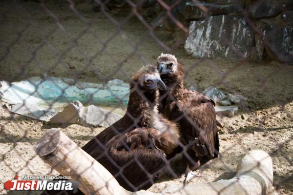 Екатеринбургский зоопарк встречает свое 90-летие без посетителей и с финансовыми проблемами - Фото 8