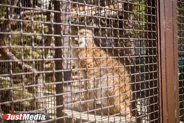 Екатеринбургский зоопарк встречает свое 90-летие без посетителей и с финансовыми проблемами - Фото 11