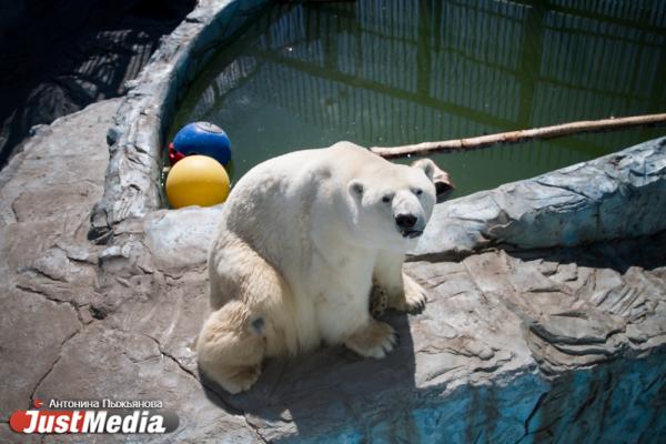 Екатеринбургский зоопарк встречает свое 90-летие без посетителей и с финансовыми проблемами - Фото 14