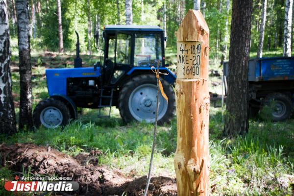 В Екатеринбурге высадили «Лес Победы» на территории, где деревья пострадали от «черных лесорубов» - Фото 6