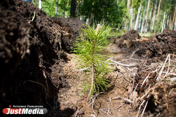 В Екатеринбурге высадили «Лес Победы» на территории, где деревья пострадали от «черных лесорубов» - Фото 9
