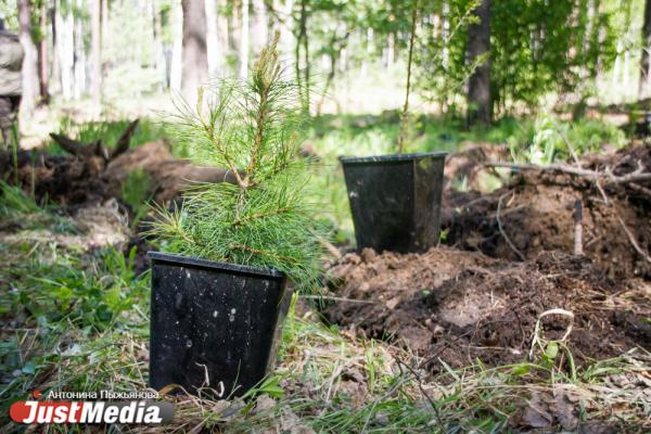 В Екатеринбурге высадили «Лес Победы» на территории, где деревья пострадали от «черных лесорубов» - Фото 12