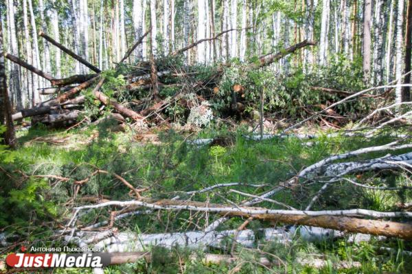 В Екатеринбурге высадили «Лес Победы» на территории, где деревья пострадали от «черных лесорубов» - Фото 7