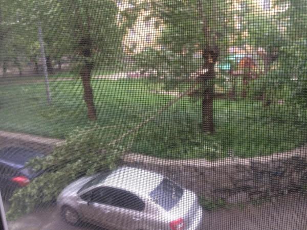 Падали на машины и повисали на проводах. Ураган сносил деревья в Екатеринбурге - Фото 2