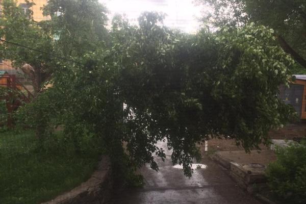 Падали на машины и повисали на проводах. Ураган сносил деревья в Екатеринбурге - Фото 3