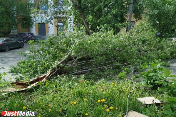 Падали на машины и повисали на проводах. Ураган сносил деревья в Екатеринбурге - Фото 6