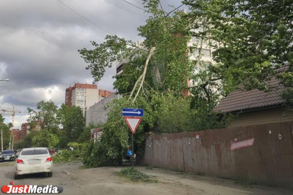 Падали на машины и повисали на проводах. Ураган сносил деревья в Екатеринбурге - Фото 8