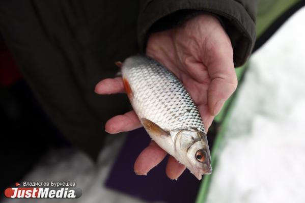 Рыбак Николай Сумкин: «Перед тем, как идти на рыбалку, я, прежде всего, смотрю прогноз погоды». В Екатеринбурге -3 градуса - Фото 7