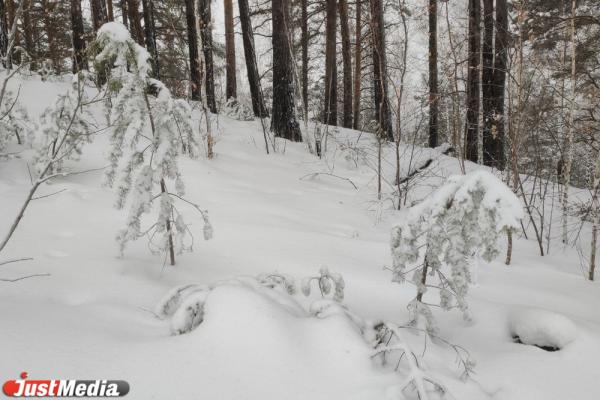 Морозы – не повод лишать себя красоты зимнего леса. В Екатеринбурге -16 градусов - Фото 3